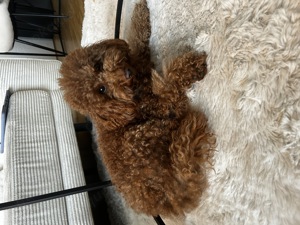 Erfahrener Zwergpudel Deckrüde