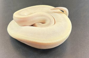 Special Mojave GHI 1.0 