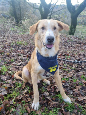 Hübscher Nanook sucht ein Zuhause Bild 2