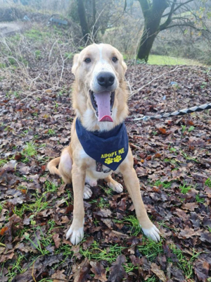 Hübscher Nanook sucht ein Zuhause Bild 6