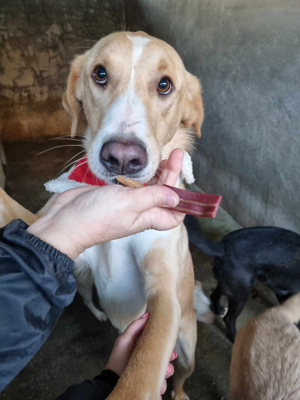 Hübscher Nanook sucht ein Zuhause
