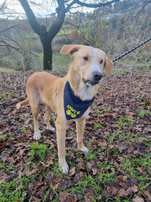 Hübscher Nanook sucht ein Zuhause Bild 4