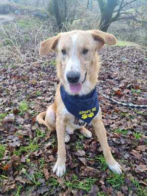Hübscher Nanook sucht ein Zuhause Bild 5