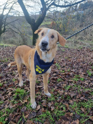 Hübscher Nanook sucht ein Zuhause Bild 3
