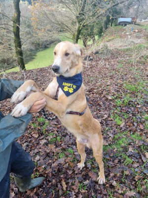 Hübscher Nanook sucht ein Zuhause Bild 8
