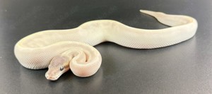 Super GHI Special Mojave Pastel 0.1 