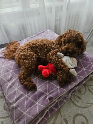 Zwergpudel (Deckrüde) Bild 9