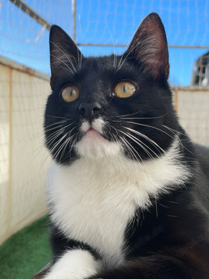 2 Jahre alte Hauskatze sucht eine neues Zuhause