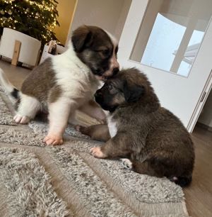 Australian Shepherd Welpen Mix