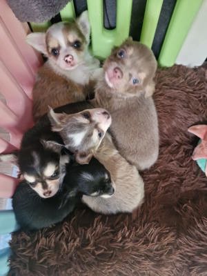 Reinrassiger Chihuahua-Welpe 