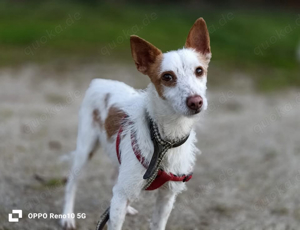 Unser süsser PABLO     sucht sein Glück! 