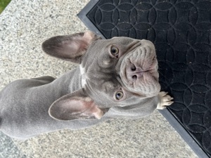Französische Bulldogge