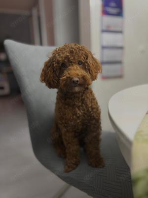 Zwergpudel (Deckrüde) Bild 5