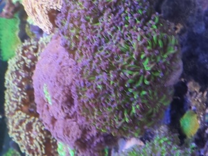 Euphyllia Ableger Meerwasser