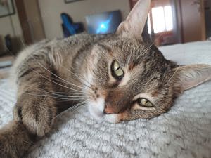 Sonnenschein Bilja sucht warmes Körbchen