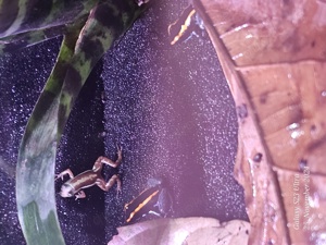 Dendrobaten 