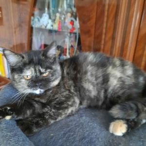 Britische Kurzhaar Kitten Bild 2