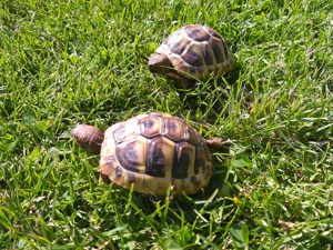 Griechische Landschildkröten vom Sommer 2024 mit Cites