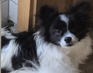 Pomeranian und Chihuahua