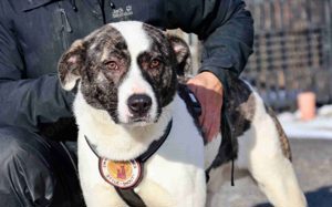 Schenkst du dem tollen Nuca dein Herz? Bild 2