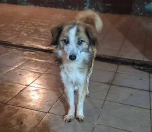 Rüde Chico sucht seine Menschen