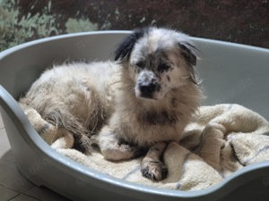 Rüde Urs sucht seine Menschen