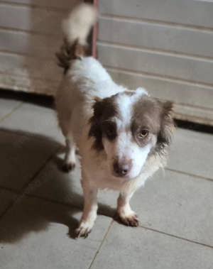 Rüde 490504 - noch ohne Namen - sucht seine Familie