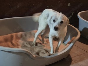 Hündin 903217 - noch ohne Namen - sucht neuen Wirkungskreis