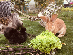 Pflegestelle für Kaninchen in Aussenhaltung  Bild 2