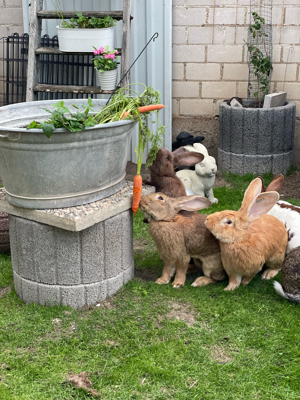 Pflegestelle für Kaninchen in Aussenhaltung  Bild 5