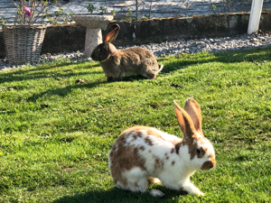 Pflegestelle für Kaninchen in Aussenhaltung  Bild 3