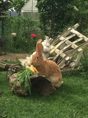 Pflegestelle für Kaninchen in Aussenhaltung  Bild 4