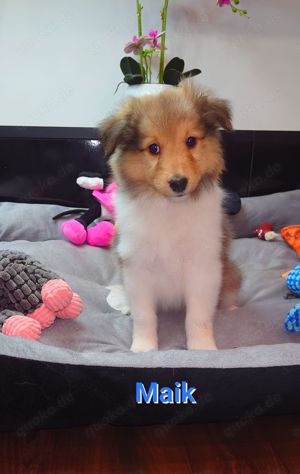 Sheltie Welpen mit Stammbaum suchen ein neues Zuhause