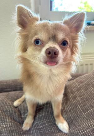 Deckrüde Chihuahua "Puma" Einzigartiger Lilac Merle mit besonderen Augenfarben