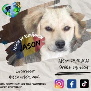 Junghund Jason sucht Zuhause