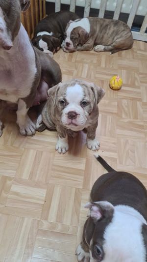 Englische Bulldogge 