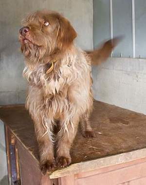 *KOLIN* Er ist freundlich und aufrichtig gegenüber Menschen, aber er möchte Einzelhund sein  Bild 4