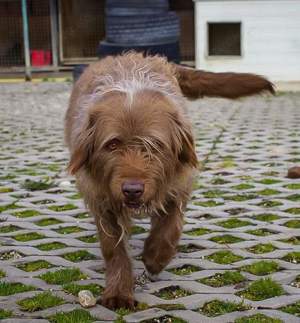 *KOLIN* Er ist freundlich und aufrichtig gegenüber Menschen, aber er möchte Einzelhund sein  Bild 6