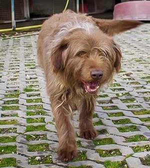 *KOLIN* Er ist freundlich und aufrichtig gegenüber Menschen, aber er möchte Einzelhund sein  Bild 3