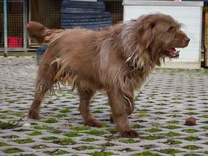 *KOLIN* Er ist freundlich und aufrichtig gegenüber Menschen, aber er möchte Einzelhund sein  Bild 5