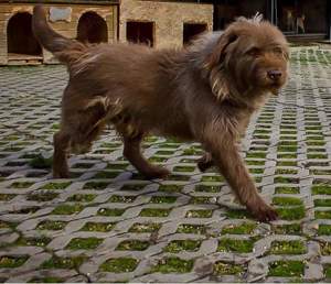 *KOLIN* Er ist freundlich und aufrichtig gegenüber Menschen, aber er möchte Einzelhund sein 