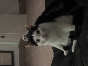 Katzenpaar in gute Hände abzugeben!! 