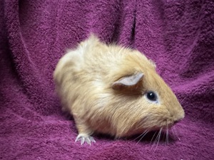 Meerschweinchen männlich und weiblich 