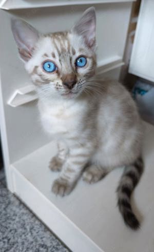 snow bengal kitten