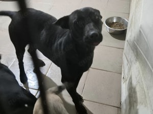 Black is beautiful - hier kommt unsere Noelle