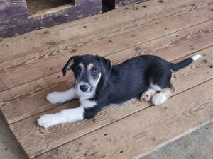 Liesa sucht ihr neues Zuhause!