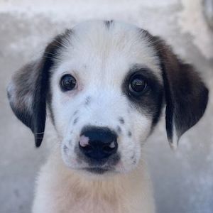 Benda, geb. ca. 06 2023, lebt in GRIECHENLAND, im städt. Tierheim Serres