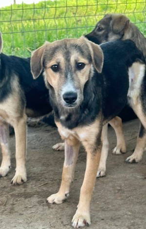 Lucy ist eine wunderschöne Lady