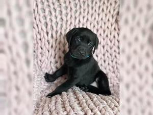 Superrr Labrador Retriever welpen!!