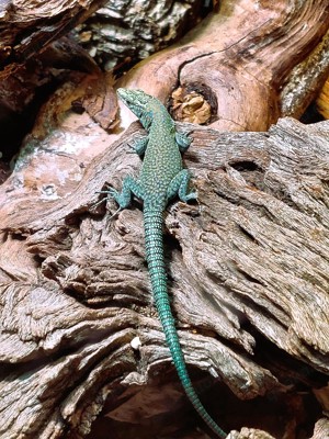 Spitzkopfeidechsen ( Dalmatolacerta oxycephala )